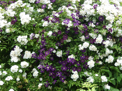 2020-06-24 Clematis 'Etoile Violette'.jpg