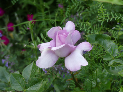 2020-06-24 Rosen 'La Rose du Petit Prince'.jpg