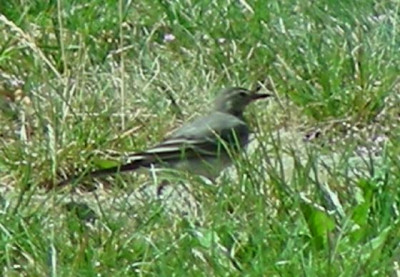 keine_ahnung_vogel2.jpg