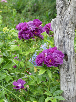 2020-06-24 Rosen 'Rhapsody in Blue'.jpg