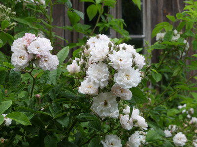2020-06-24 Rosen 'Corsana'.jpg