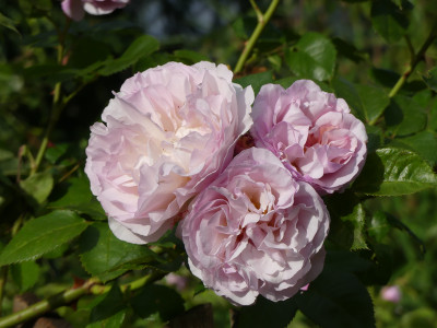 2020-06-24 Rosen 'Herkules' 1.jpg