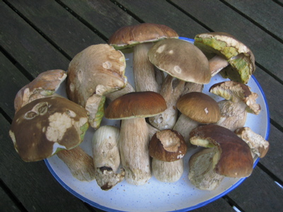 Steinpilze_07.jpg