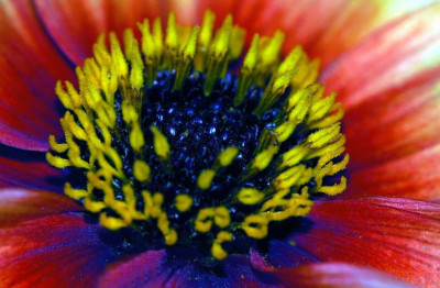 Dahlia_1_01-09-2007.jpg