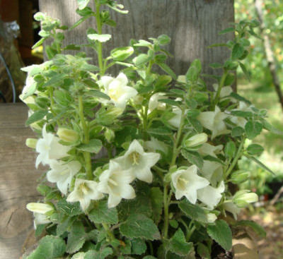 Campanula spec20.jpg