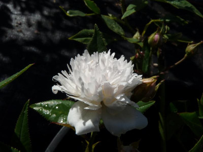P1210784.JPG