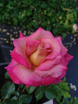 DSC_0683.JPG