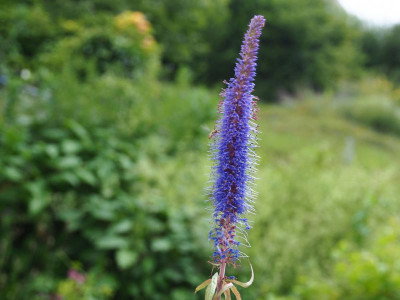 Veronicastrum sacchalinense P6250023.JPG