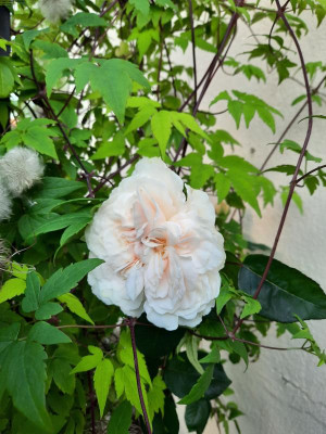 Weiße Kletterrose.jpg