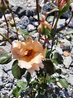 Julias Rose.jpg