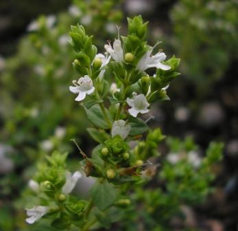 Griechischer_Oregano.JPG