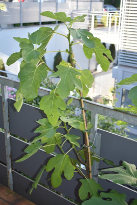 Pfälzer Feige 003.JPG