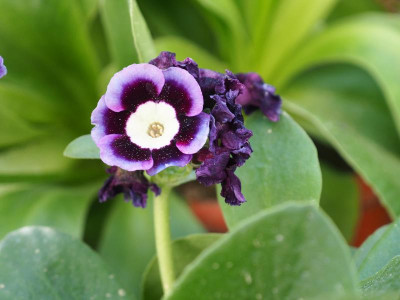 Primula Auricula 'Light Hearted' P4270159.JPG