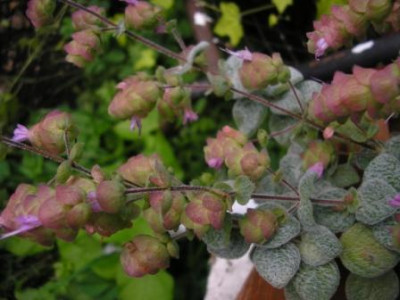 Origanum_dictamnus.JPG