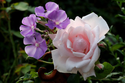 St_Rose_Phlox2020907.jpg