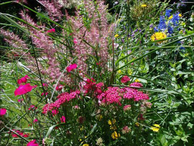 Pennisetum_Karleys_Rose.jpg