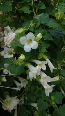Lophospermum e. Compact White.JPG