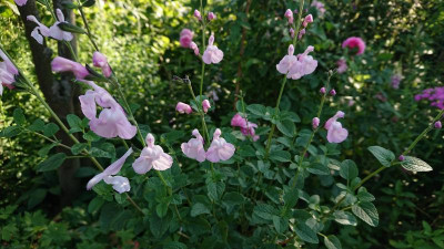Salvia Naomi Tree.JPG