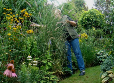 Pennisetum_orientale_Karleys_Rose.jpg