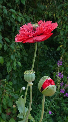 Mohn.JPG