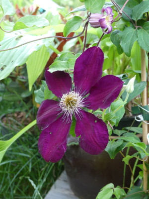 2020-06-26 Clematis 'Westerplatte'.jpg