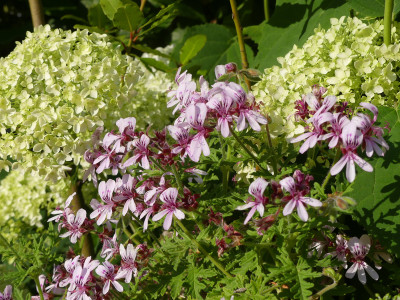 2020-06-26 Pelargonium 'Candy Dancer' 1.jpg