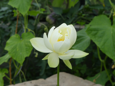 2020-06-26 Nelumbo 'Louise Slocum' 2.jpg