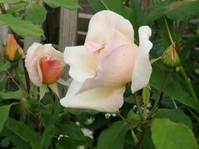 IMG_20200623_204017.jpg