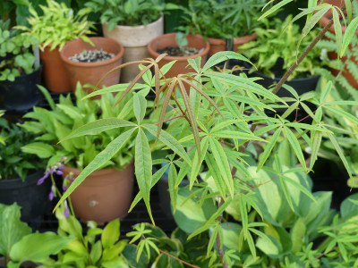 2020-06-26 Acer pentaphyllum 1.jpg