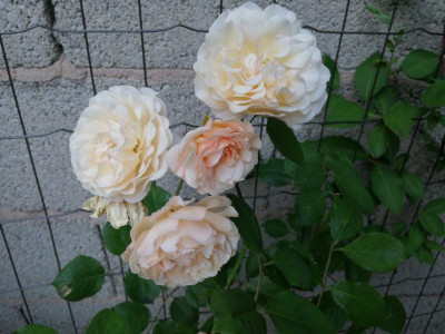 IMG_20200626_205439.jpg