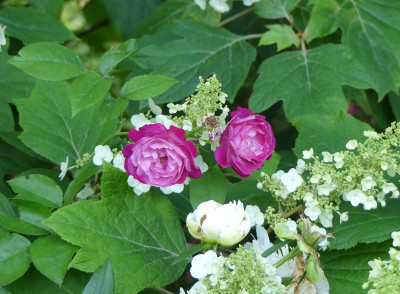 2020-06-26 Rosen 'Sophie's Perpetual'.jpg