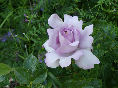 2020-06-25 Rosen 'La Rose du Petit Prince'.jpg