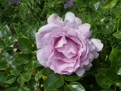 2020-06-26 Rosen 'La Rose du Petit Prince'.jpg
