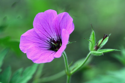 Geranium-Samling-1.jpg