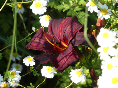 2020-06-26 Hemerocallis 'American Revolution'.jpg