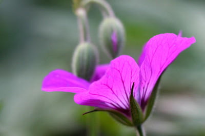 Geranium-Samling-3.jpg
