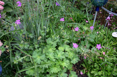 Geranium_Zellertal0107.jpg