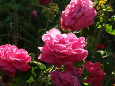 2020_0328EndeJuni0049.JPG
