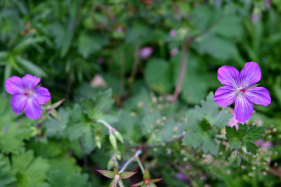 Geranium_Zellertal0207.jpg