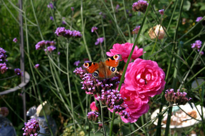 Schmetterling0307.jpg