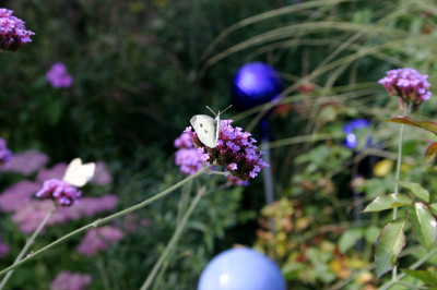 Schmetterling0607.jpg