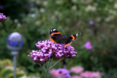 Schmetterling1307.jpg