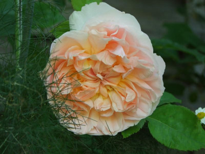 2020_0328EndeJuni0087.JPG