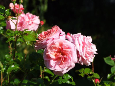 2020_0328EndeJuni0098.JPG