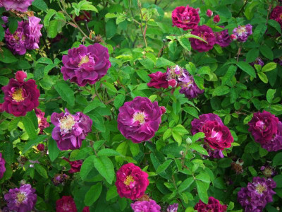 2020_0328EndeJuni0142.JPG
