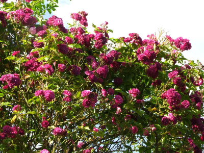 Bleu magenta.JPG