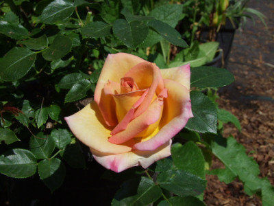 DSCF0633.JPG