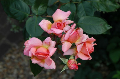 Rosa_Summerwine_1_02-09-2007.jpg