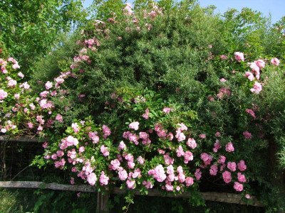 Rosenhecke I.JPG