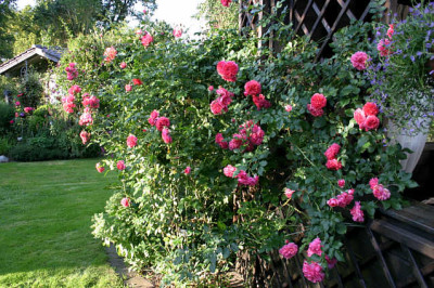 Rosarium_Uetersen0707.jpg